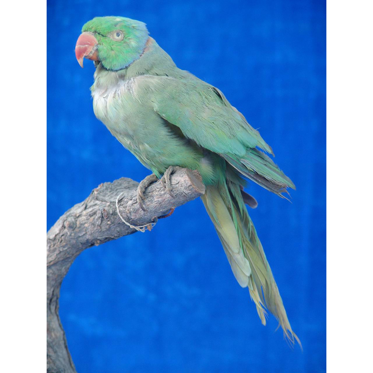 100+ Colorful Parrot Photos · Pexels · Free Stock Photos